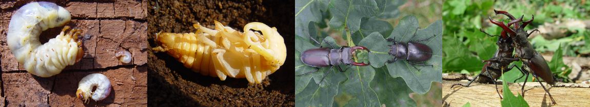 Hirschkäfer Larven, Puppen und Imagines. Bildautoren: Heinz Rothacher und Andreas Malten